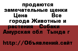 продаются замечательные щенки › Цена ­ 10 000 - Все города Животные и растения » Собаки   . Амурская обл.,Тында г.